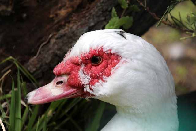 分析对手的 分析对手的